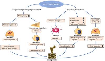 The Use of Herbal Medicines for the Prevention of Glucocorticoid-Induced Osteoporosis